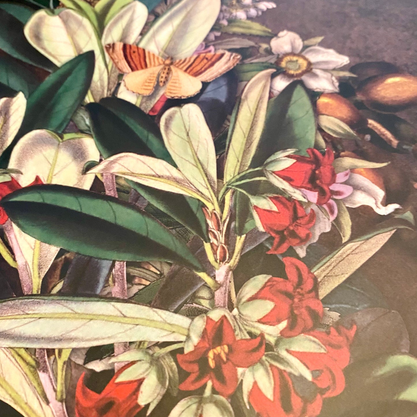 Wolfkamp & Stone | Karo & Karakaberries Placemats & Coasters