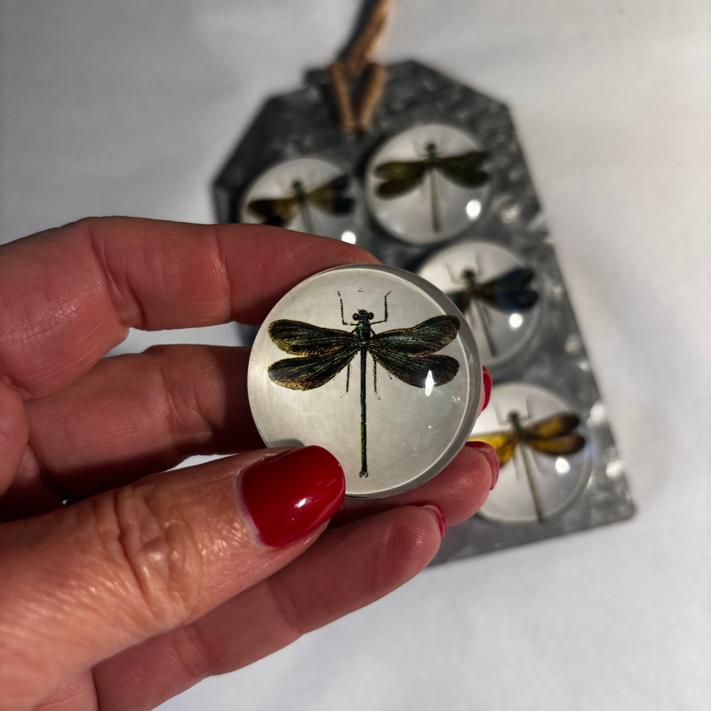 Dragonfly Magnets - Set of 6
