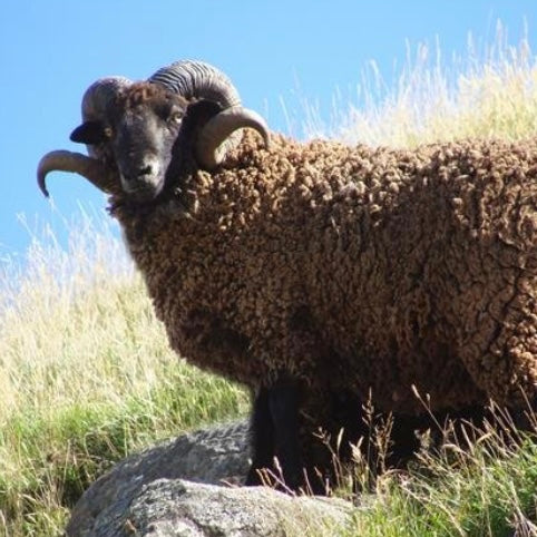 Wyld | Casual Socks Possum - New Yarn