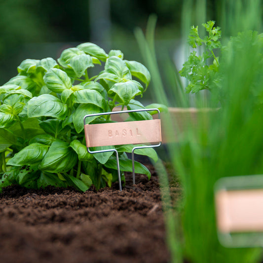 Basil plant in soil with a copper plant label