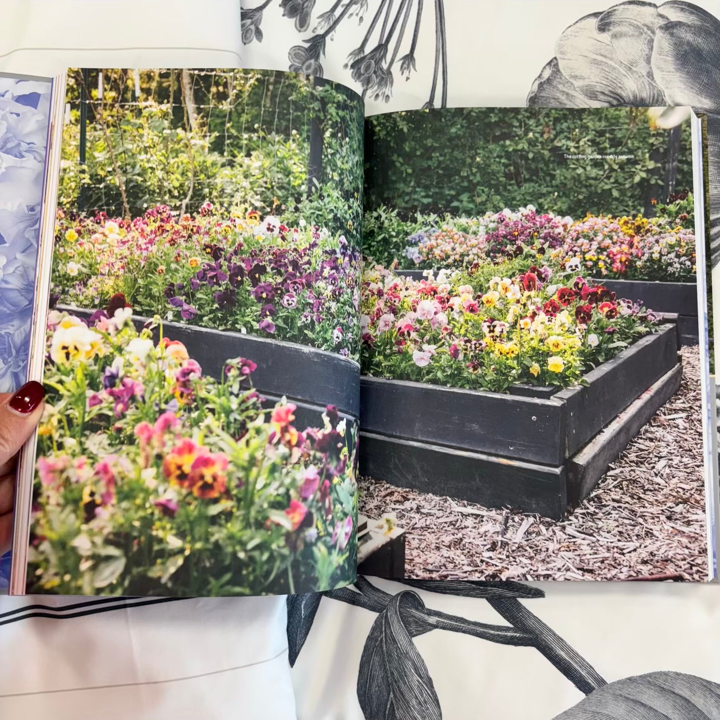 'Pansies'