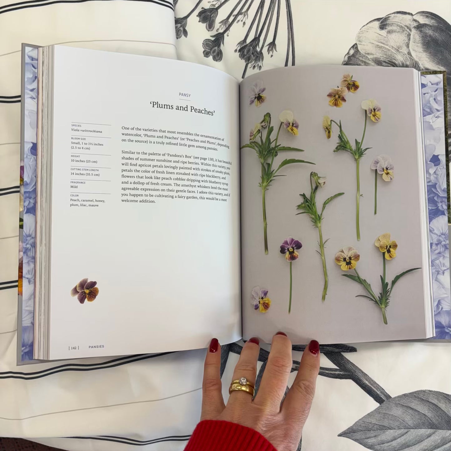 'Pansies'