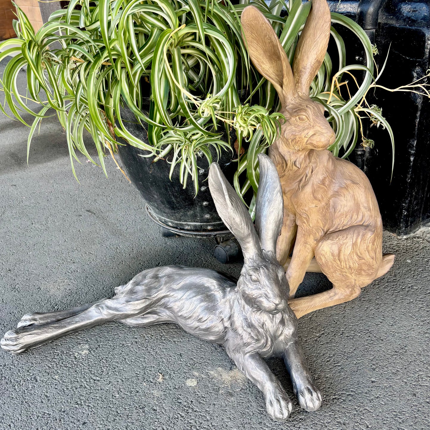 Shadow Country Hare