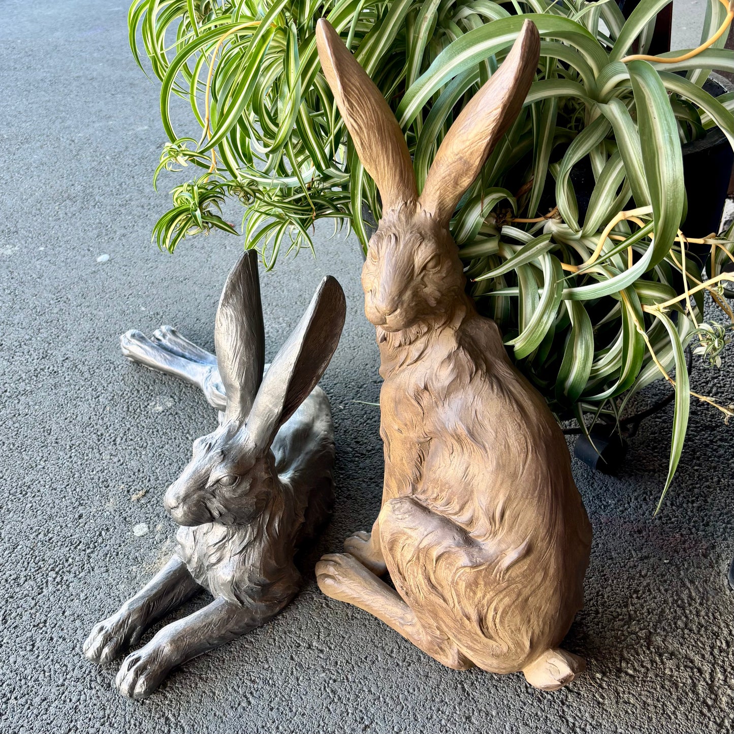 Shadow Country Hare