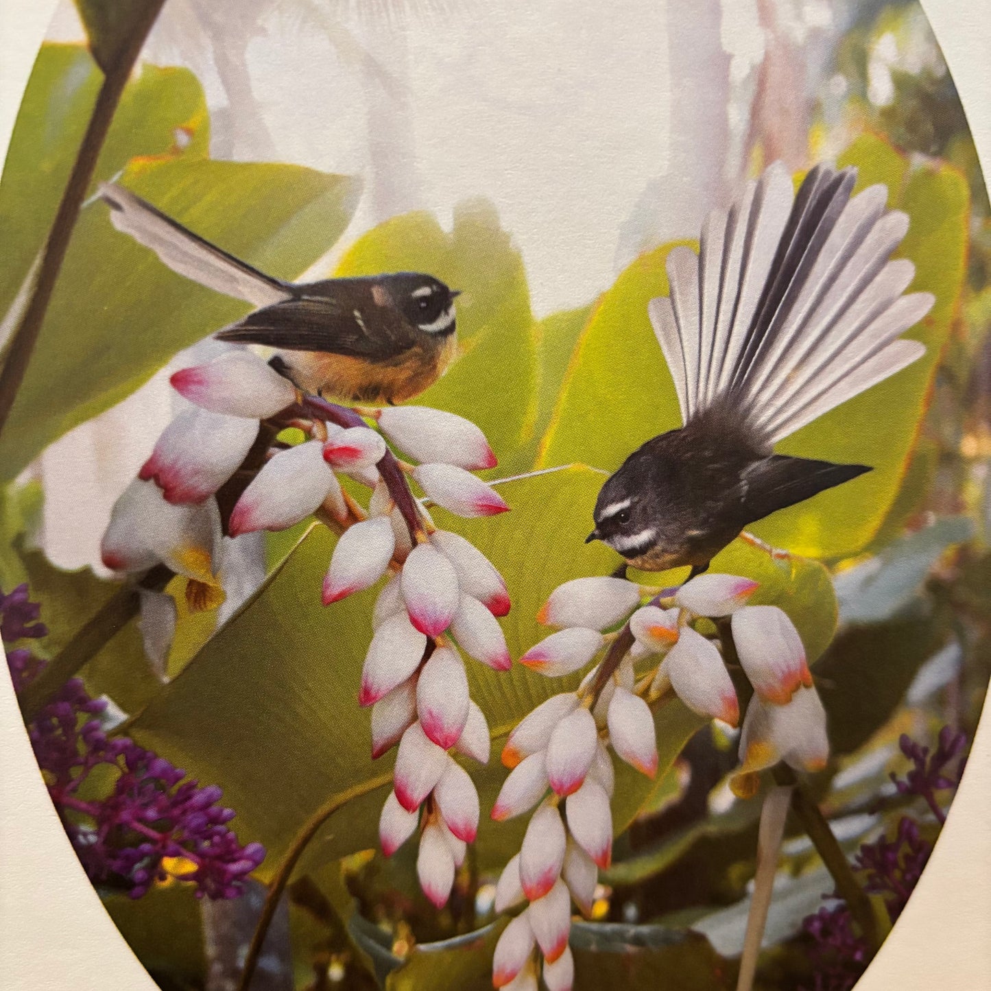 Lucy G Design | Greeting Cards featuring Beautiful Florals and NZ Birds