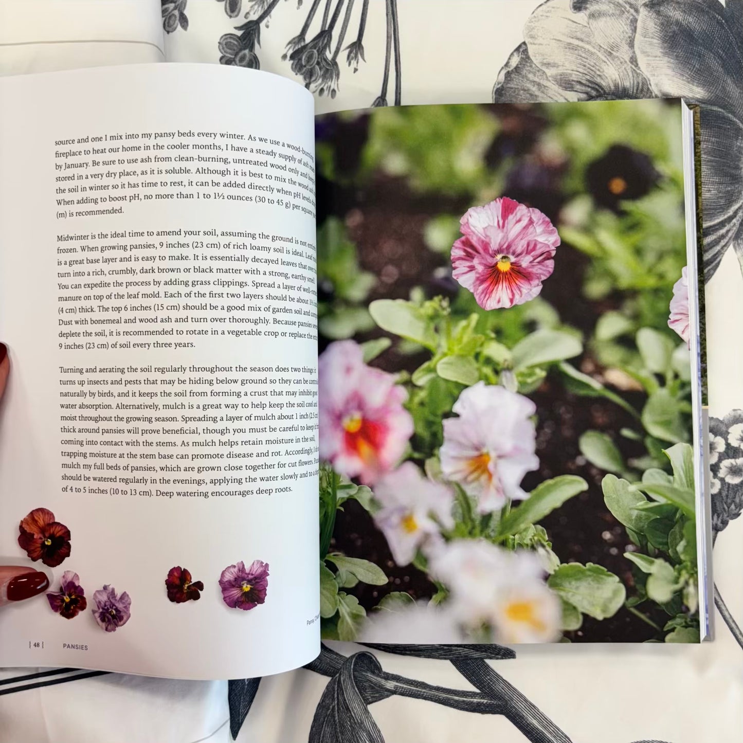 'Pansies'