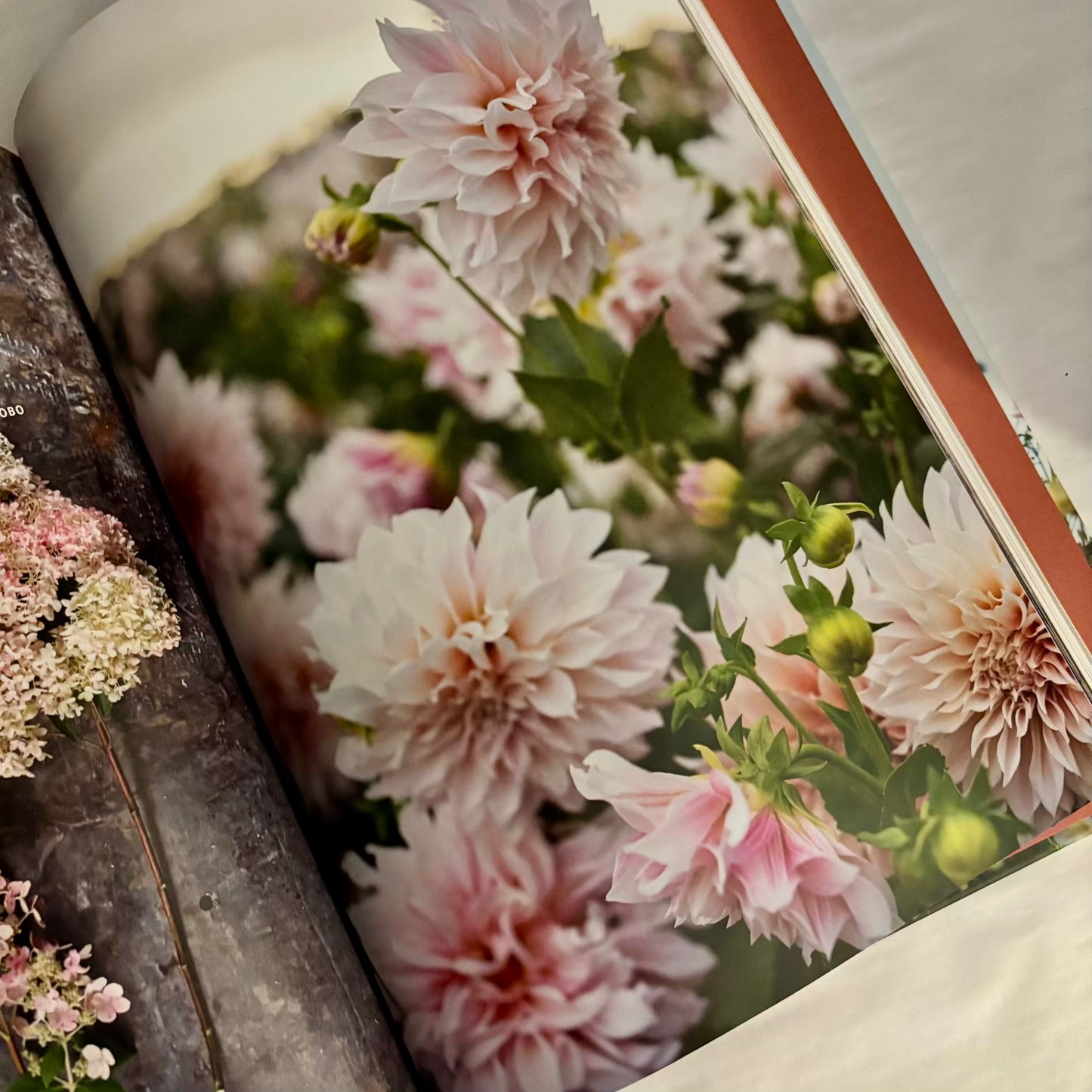 'Discovering Dahlias'