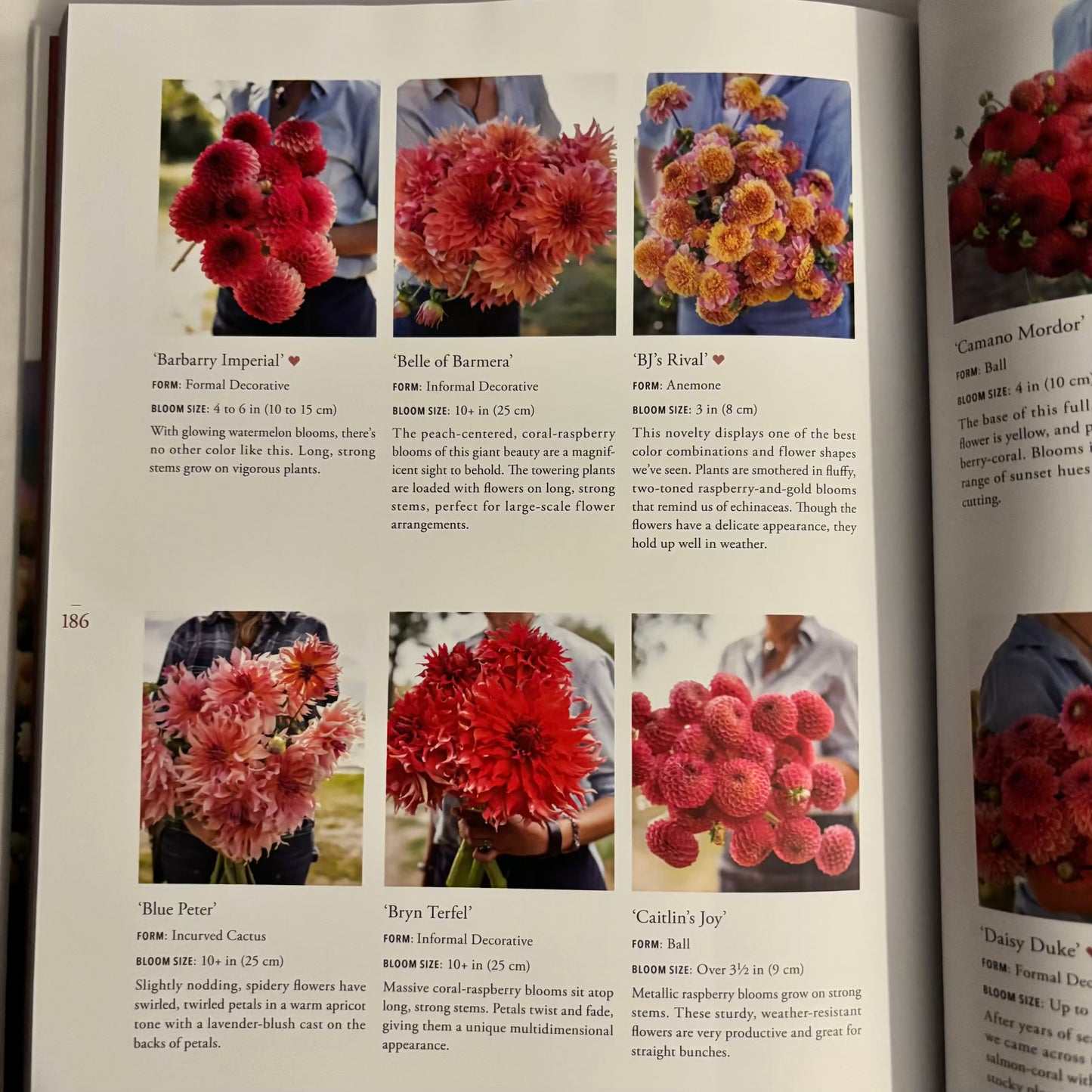 'Discovering Dahlias'