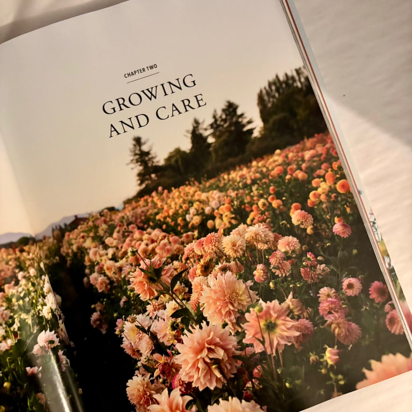 'Discovering Dahlias'
