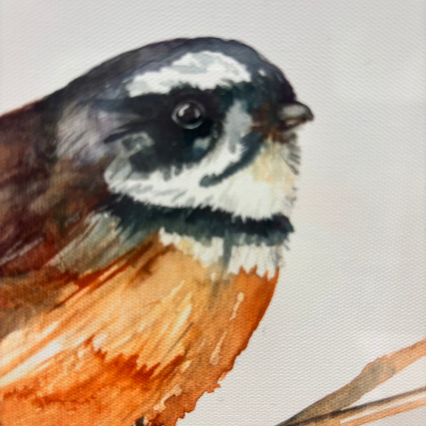 Meg Hawkins | Piwakawaka Watercolour Canvas