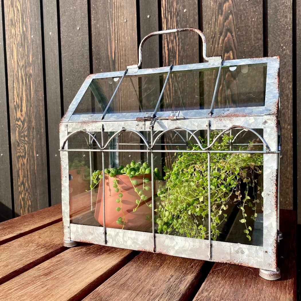 A small metal and glass greenhouse on a wooden surface, with plants inside.